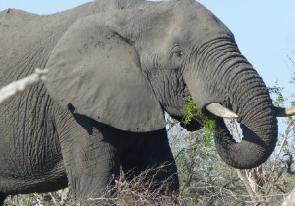 elephant