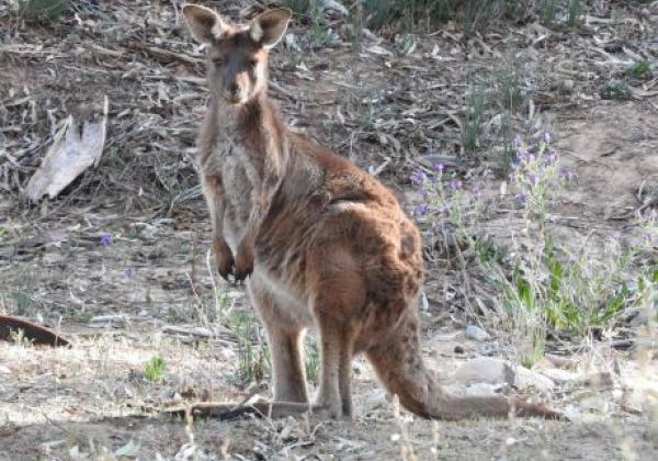 flinders-ranges3.jpg