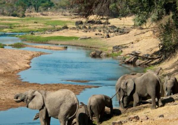 elefanten-in-ruaha