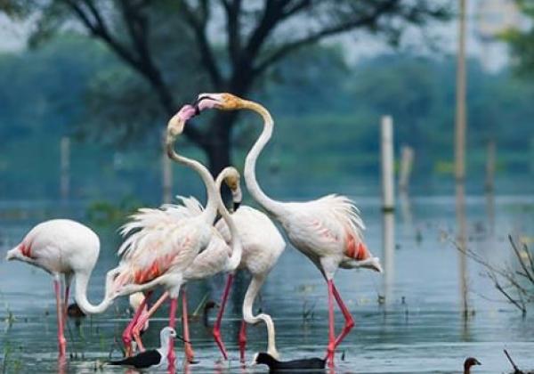 bharatpur
