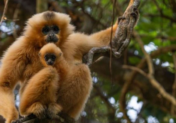 gibbon-im-cat-tien-nationalpark