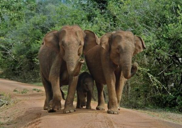 yala-national-park---elephents