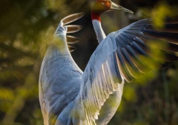 vogel-in-bharatpur