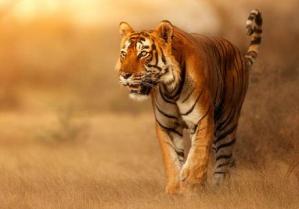 tiger-in-indien