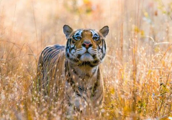 tiger-im-kanaha-nationalpark