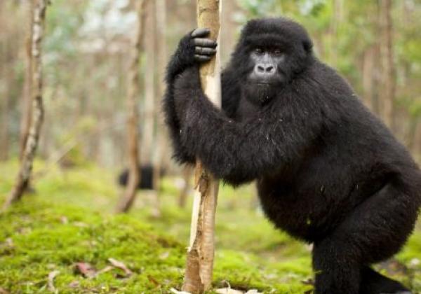 gorilla-in-ruanda