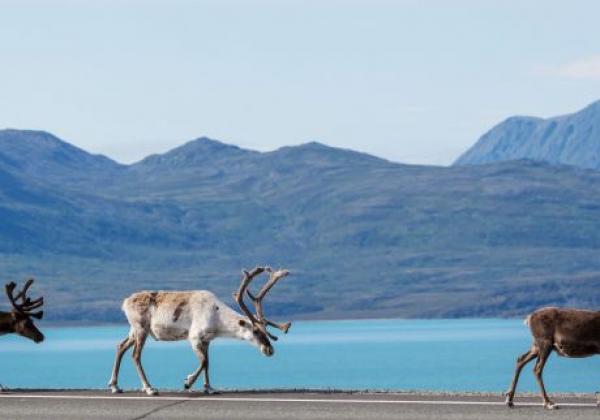 renntiere-in-schweden