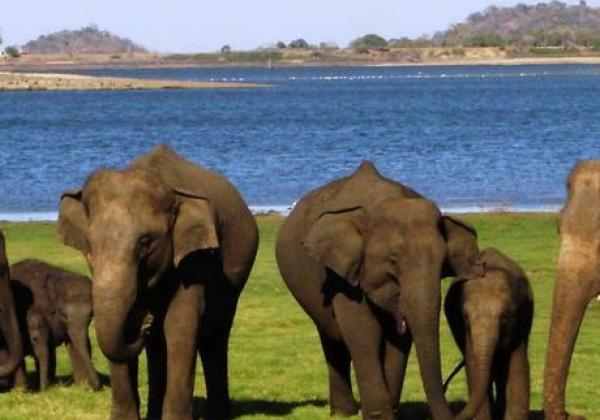minneriya-national-park