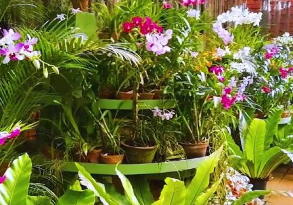 orchid-house-at-peradeniya
