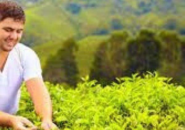 nuwara-eliya-tea-plucking-experience
