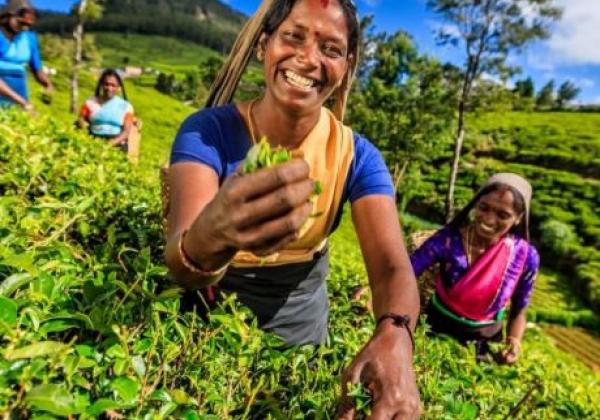 tea-plucking