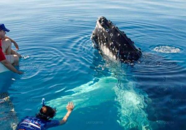 whale-watching-mirissa
