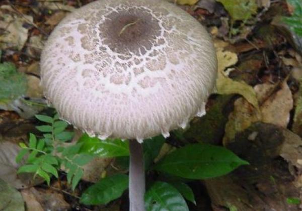 champignon-au-dja