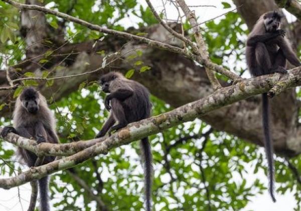 singes-à-lobéké