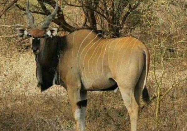 eland-de-derby-3