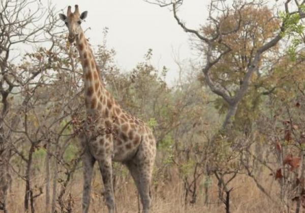 une-girafe
