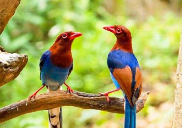 kitulgala-birds.jpg