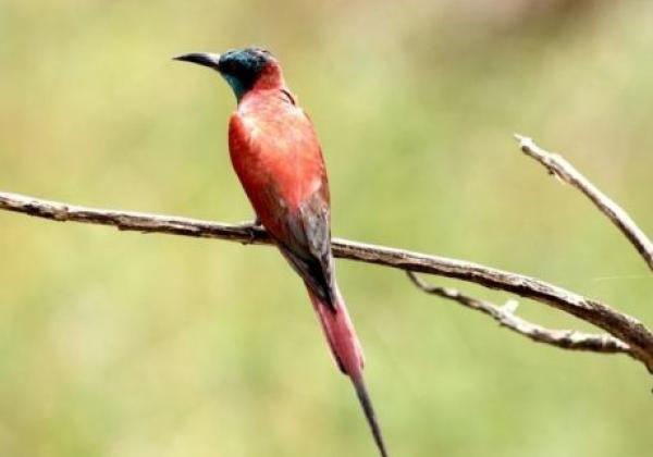 oiseau-à-boubandjida