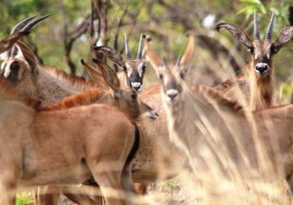 antilopes-à-boubandjida