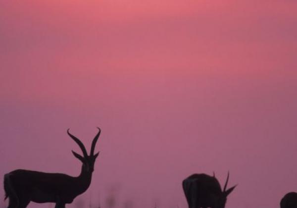 deer
