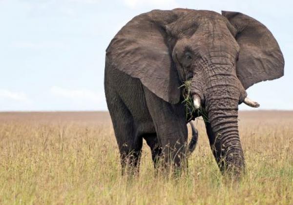 elephant-9