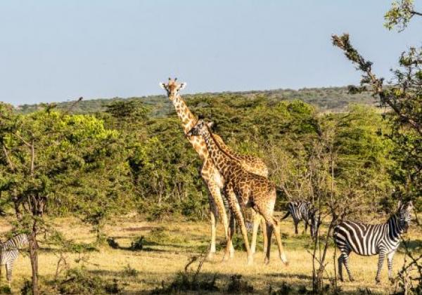 giraffe-1