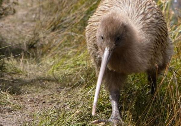 kiwi-vogel