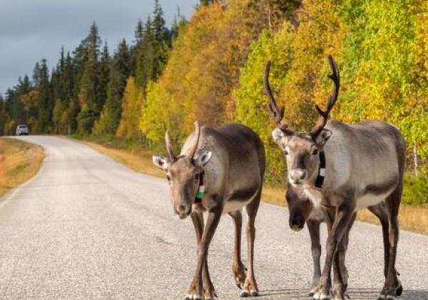 rentiere-in-finnland