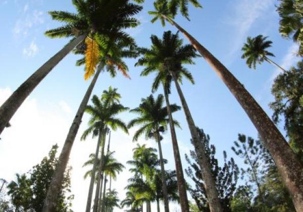 monuments-botanical-garden-rio-de-janeiro