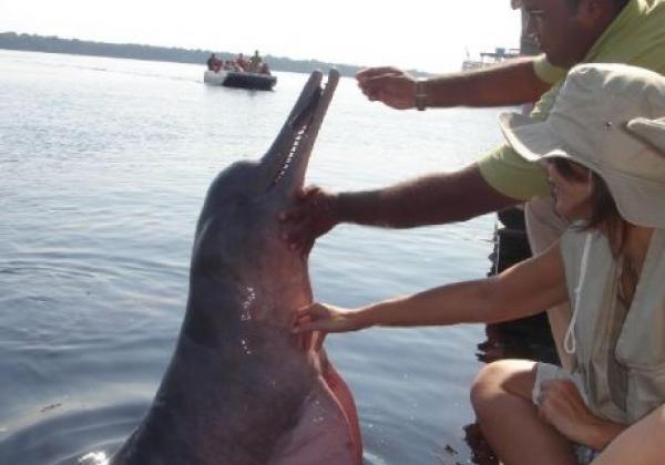 animals-amazon-nature-dolphins-river