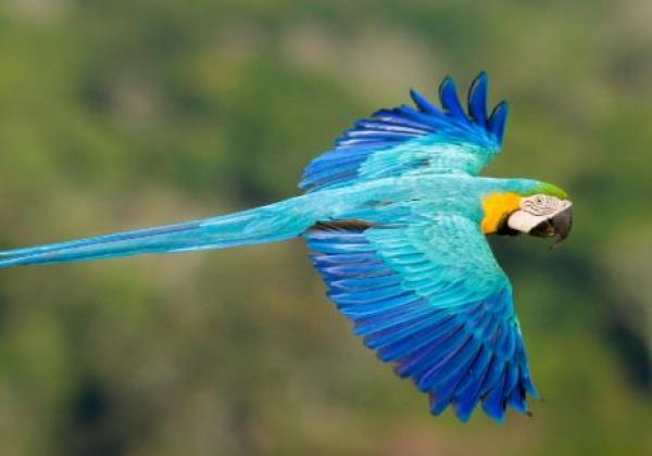 animals-mato-grosso-high-forest-bird-macaw-aminals-colours-nature-green-forest-tree