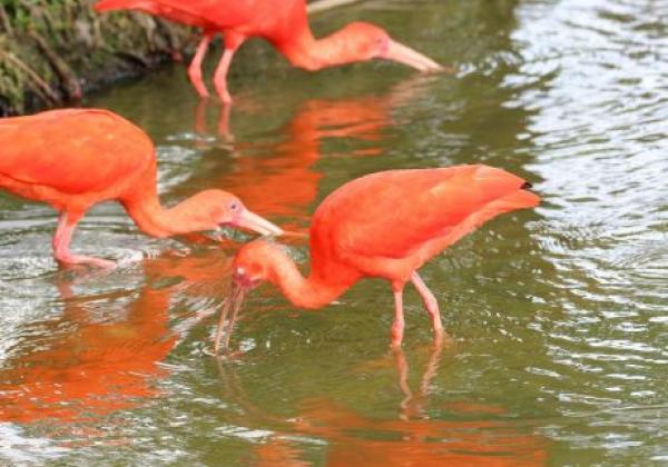 animals-amazon-pará-belém-birds-red-water