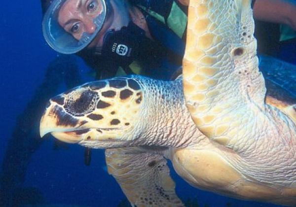 ernando-de-noronha-pernambuco-beach-dive-island-turtle