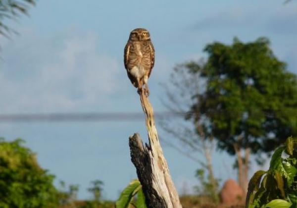 animals-amazon-bird-jungle-nature-tree