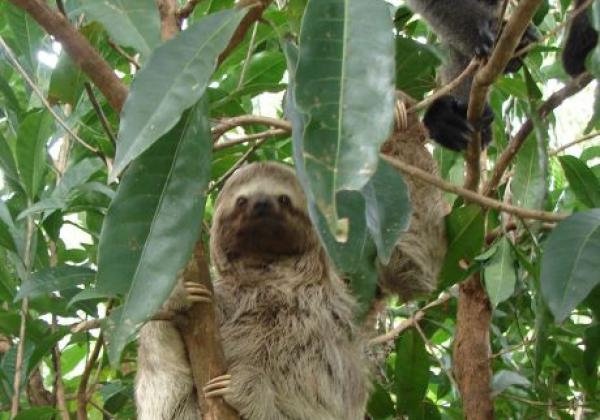 animals-amazon-jungle-trees-sloth