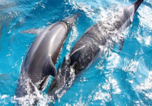 animals-fernando-de-noronha-pernambuco-beach-dolphins-sea