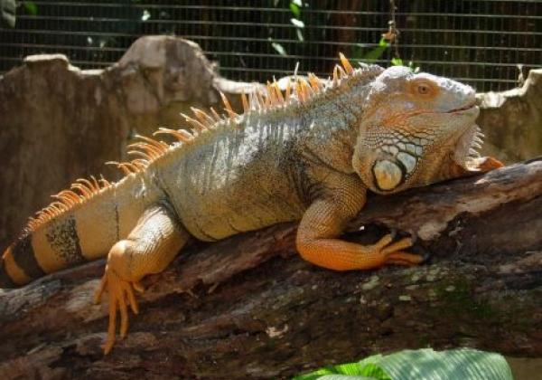 animals-parana-foz-do-iguaçu-bird-park-animals-iguana-green
