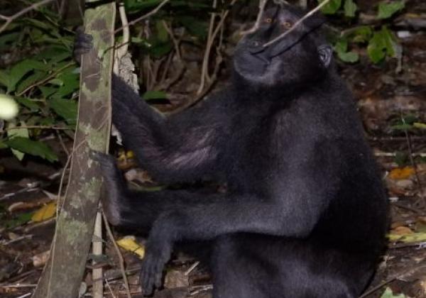 tangkoko-black-macaca(2)