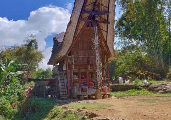 toraja-sm-(8)