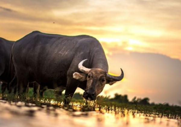 agriculture-animals-asia-buffalo-460223