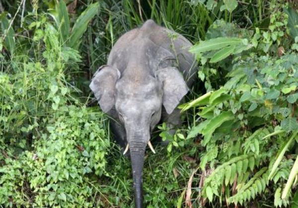 elefant-in-borneo