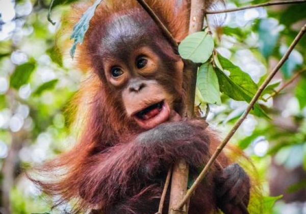 baby-orang-utan