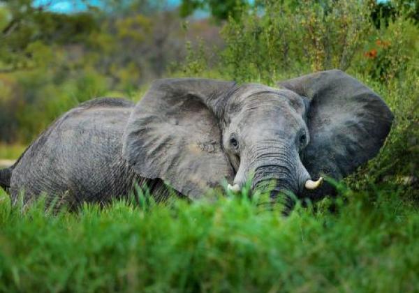 zimbabwe---victoria-falls---elephant-01