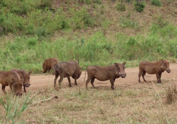 south-africa---hluhluwe-01.jpg