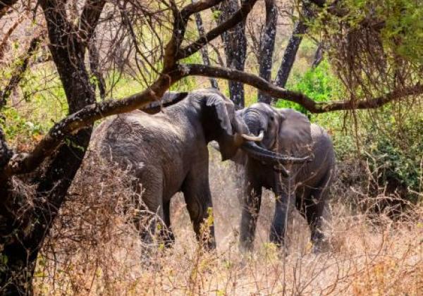 lake-manyara-national-park---lake-manyara-02