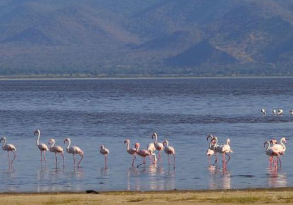 lake-manyara-national-park--lake-manyara-03