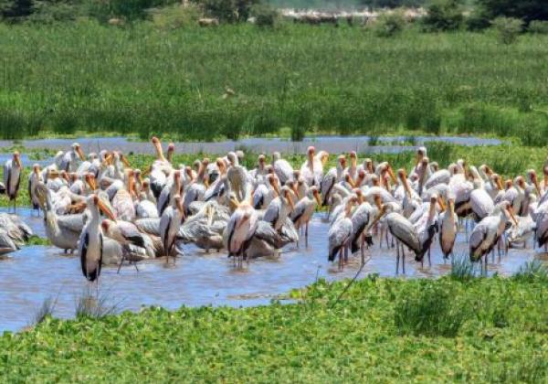 lake-manyara-national-park--lake-manyara-01