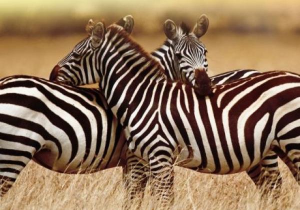 tanzania---serengeti-04