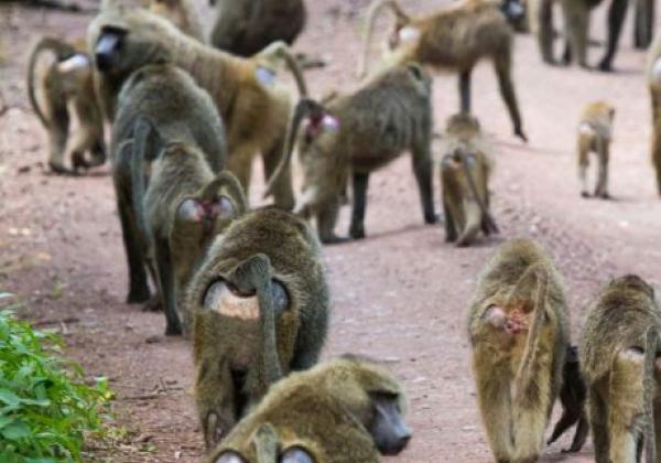 tanzania---tarangire-national-park-02