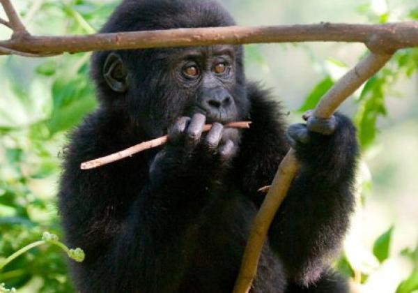 uganda---bwindi-forest-national-park-gorilla-03
